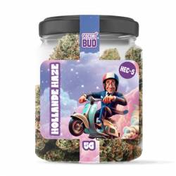 HOLLANDE HAZE 2/5G - COCORIBUD